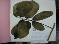 Herbarium sample